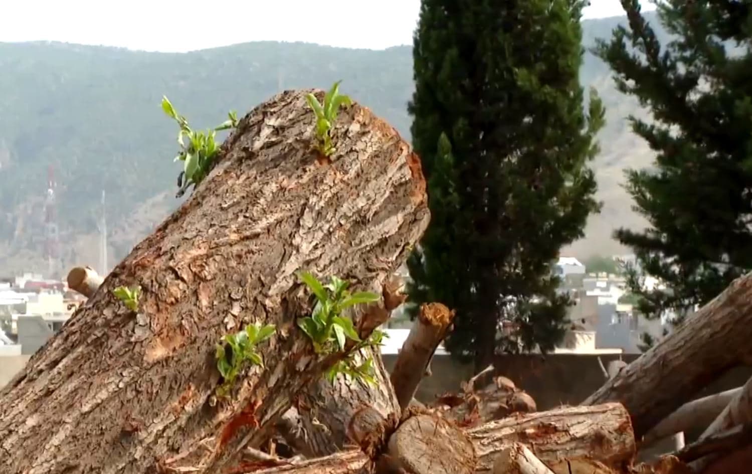 Di salekê de 176 kes ji ber birîna daran hatin desteserkirin
