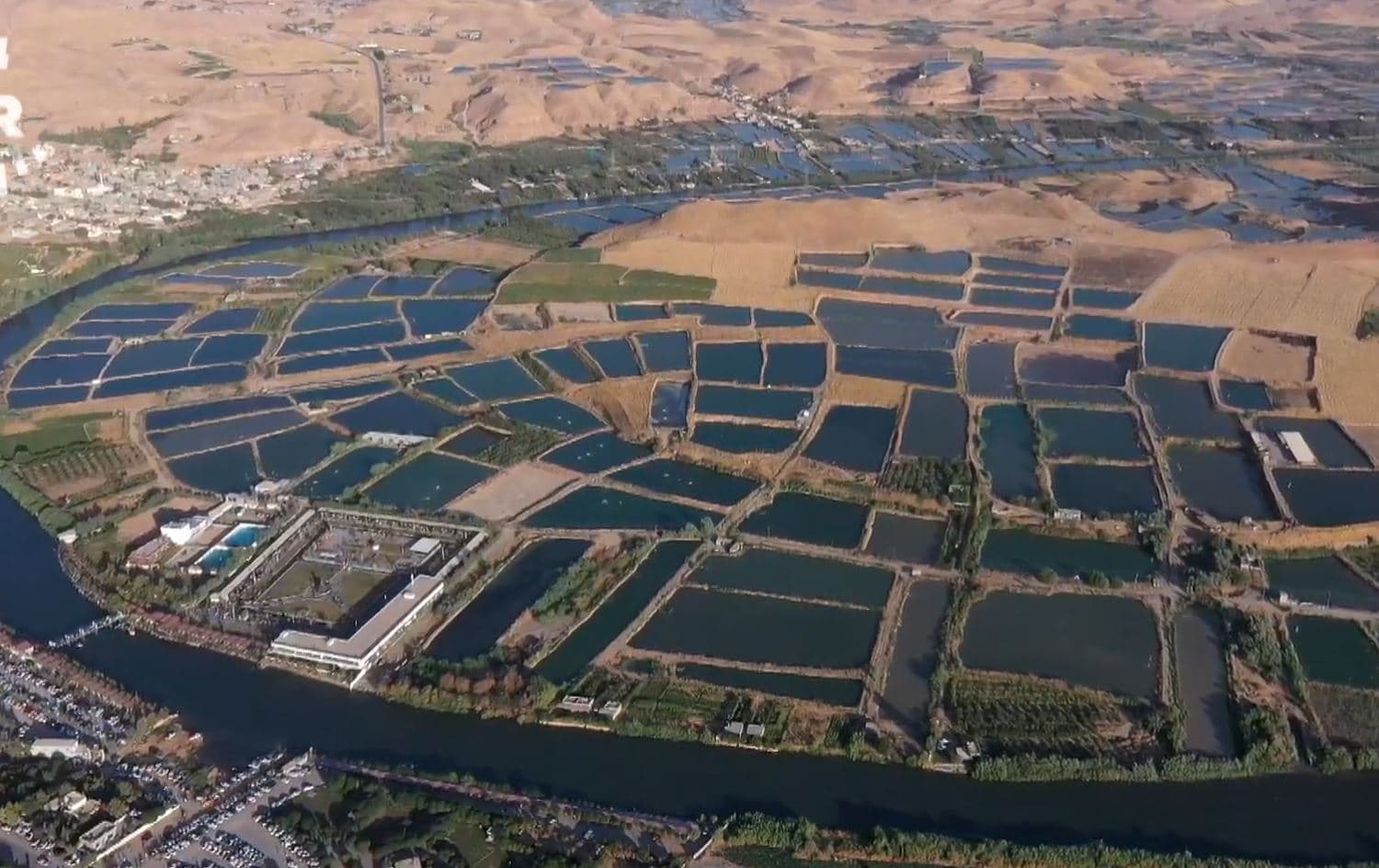 لافاوەکەی تەقتەق هەزاران ماسی لەگەڵ خۆی برد و خەونی خاوەن حەوزەکانی لەنێو برد
