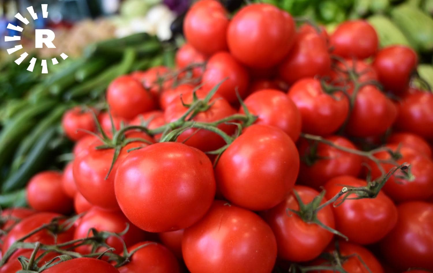 البصرة: نعتزم تصدير الطماطة الى قطر والبحرين والامارات