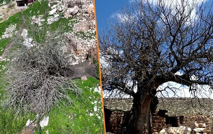 Rwanga replants Kurdish-native Qazwan tree aging hundreds of years 