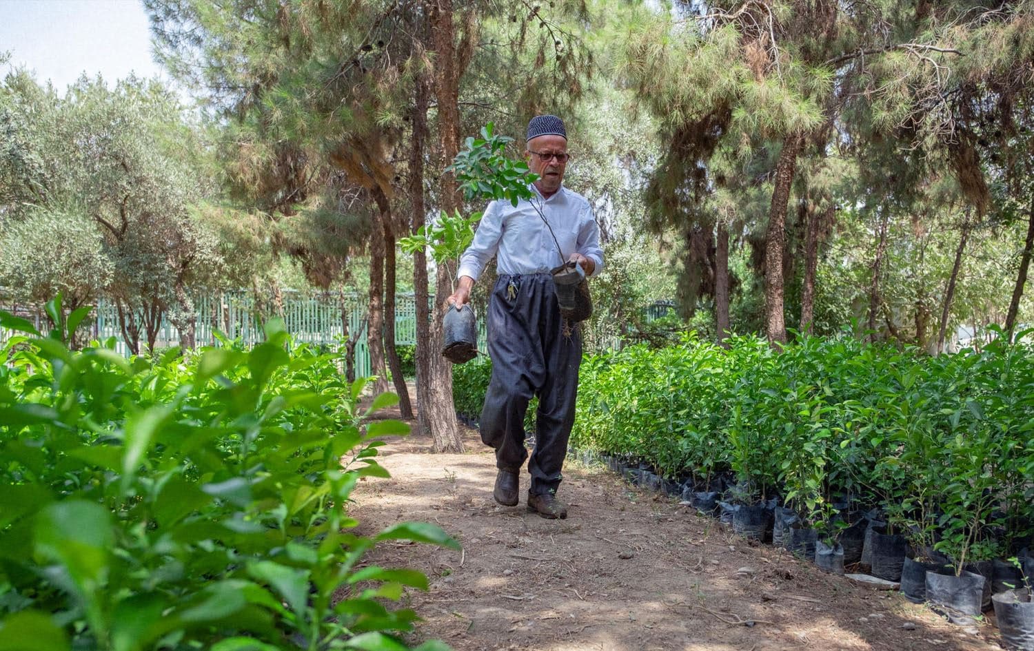 Kurdistan Region sees five percent rise in greenery: Official