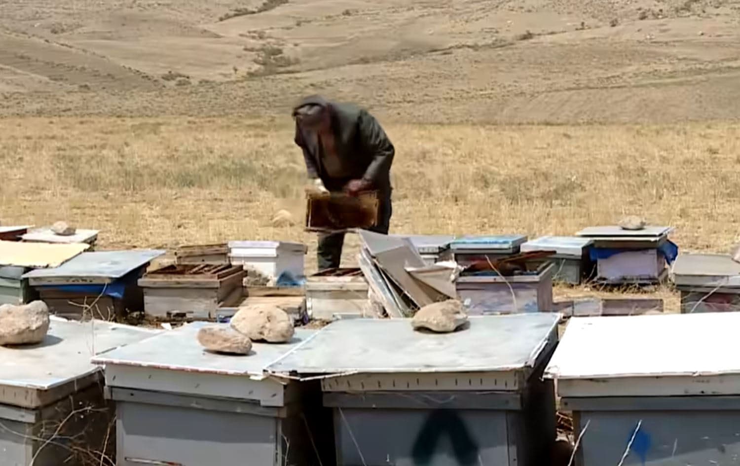 Heat kills hundreds of bees in Akre